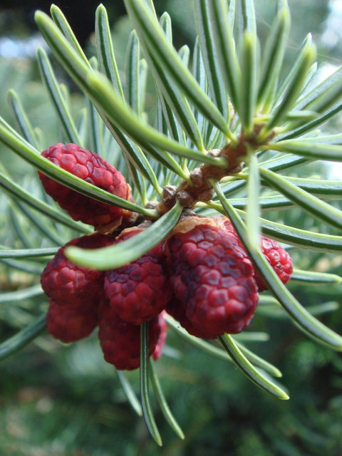 Abies cephalonica 'Appolinis' fleur